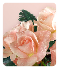 Bouquet Of Roses Peach